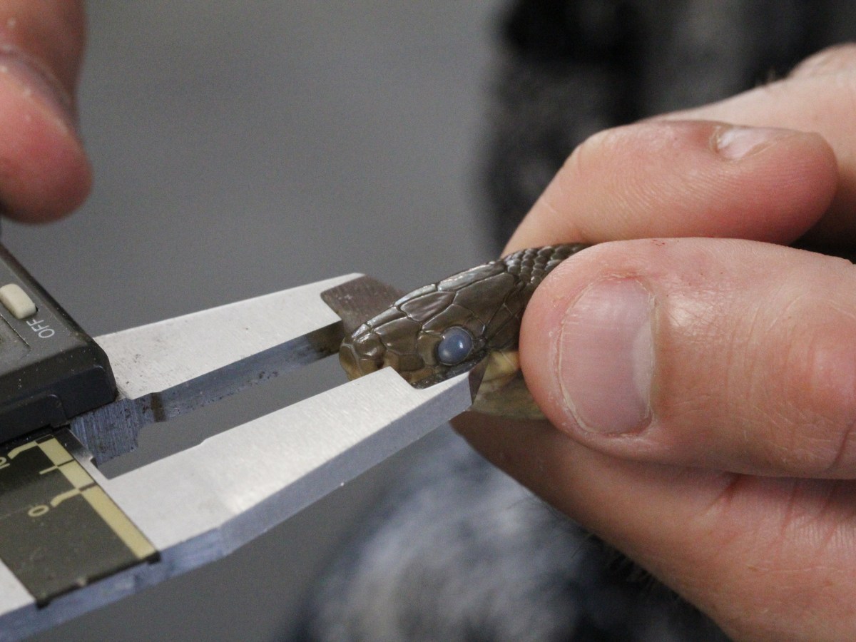 Suivre et être suivis : étude des populations de serpents en Réserve Biologique&nbsp;Intégrale